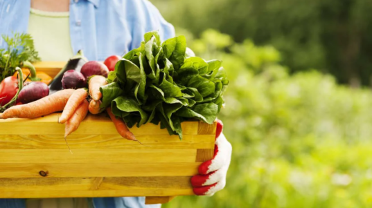 alimentos-organicos-capa